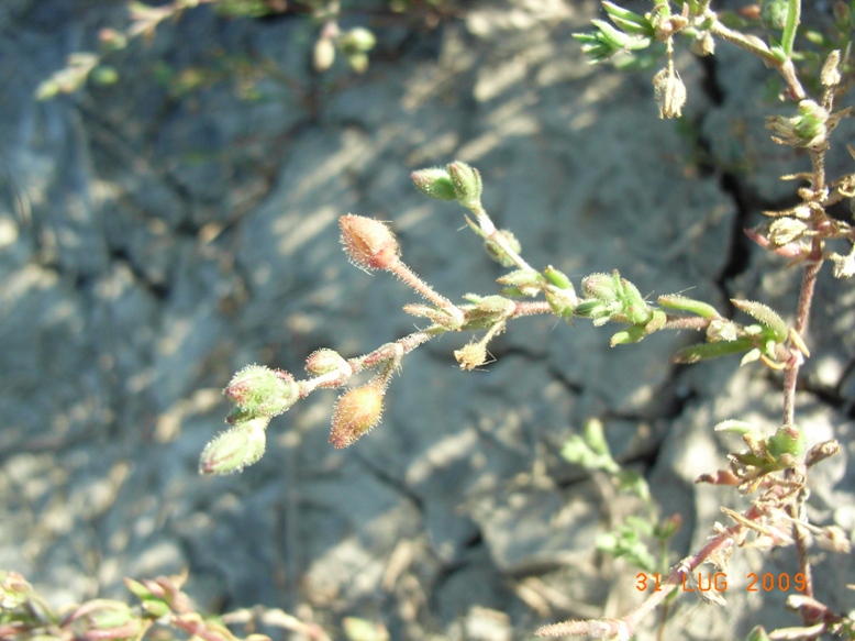 Spiaggia di Montenero1 - Spergularia cfr. maritima
